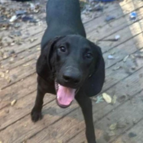 Sherlock Bones, an adoptable Plott Hound in Wadena, MN, 56482 | Photo Image 3