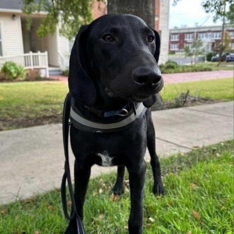 Sherlock Bones, an adoptable Plott Hound in Wadena, MN, 56482 | Photo Image 5