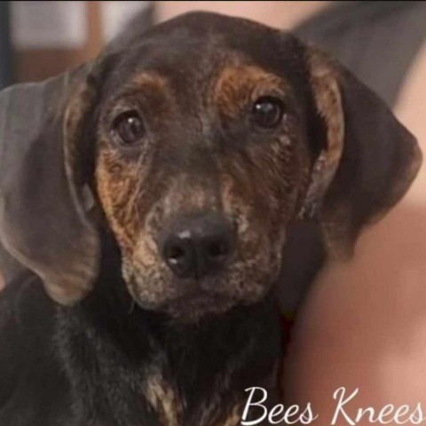 Bees Knees, an adoptable Black Labrador Retriever, Plott Hound in Wadena, MN, 56482 | Photo Image 1