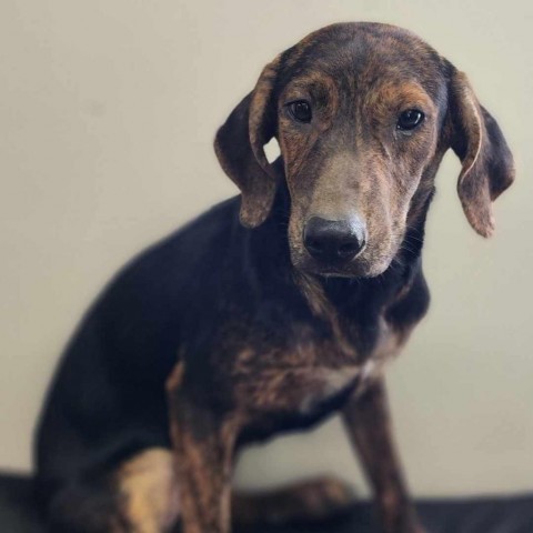 Bees Knees, an adoptable Black Labrador Retriever, Plott Hound in Wadena, MN, 56482 | Photo Image 2