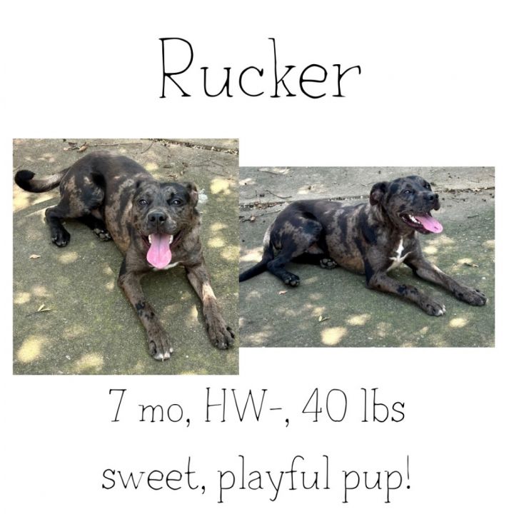 Rucker 1