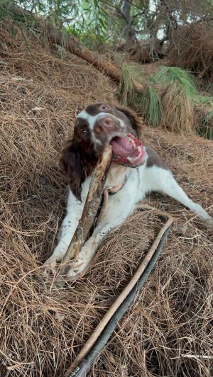 Meet Mr Earl Mr Earl is a gorgeous and sweet boy who unfortunately did not receive proper trainin