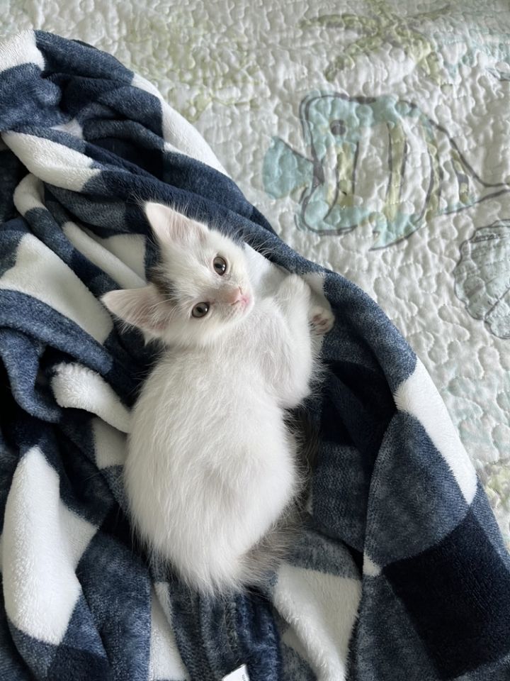 Cat for adoption Fudge, a Domestic Short Hair Mix in Emerald Isle, NC