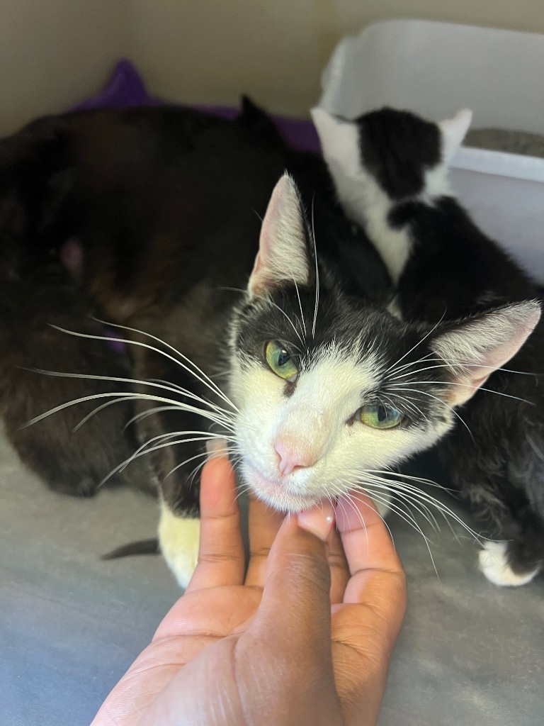 Betty Boop, an adoptable Domestic Short Hair in Greenwood, MS, 38930 | Photo Image 2