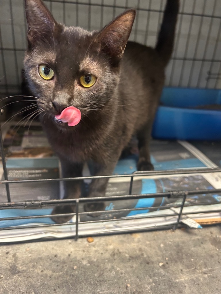 Little Princess, an adoptable Domestic Short Hair in Greenwood, MS, 38930 | Photo Image 1