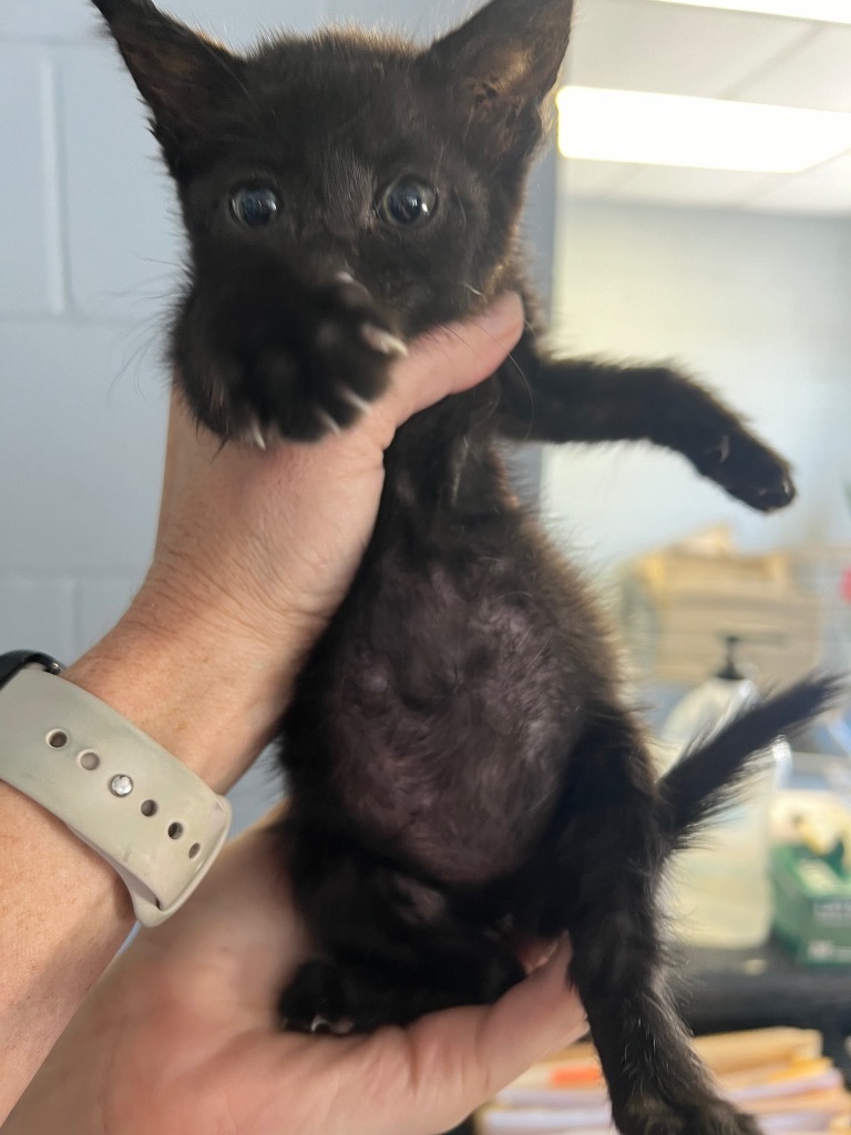 Little Princess, an adoptable Domestic Short Hair in Greenwood, MS, 38930 | Photo Image 2