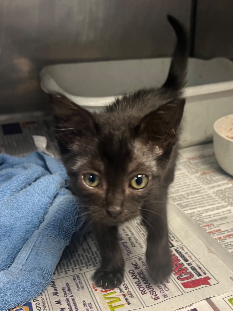 Little Princess, an adoptable Domestic Short Hair in Greenwood, MS, 38930 | Photo Image 3