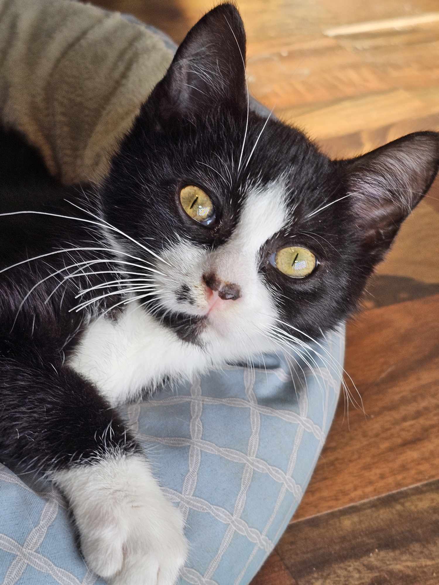 Cat for adoption Aladdin, a Domestic Short Hair & Tuxedo Mix in