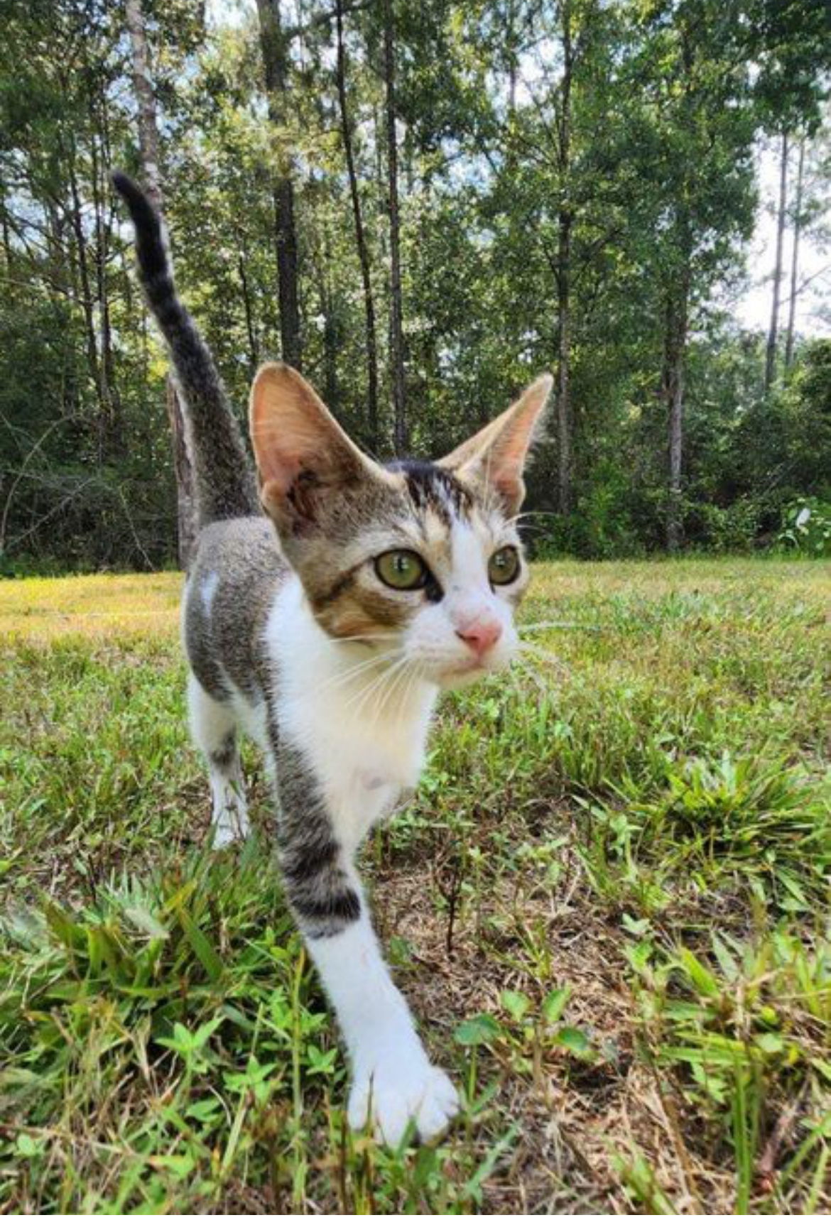 Jax, an adoptable Domestic Short Hair in Hammond, LA, 70403 | Photo Image 1