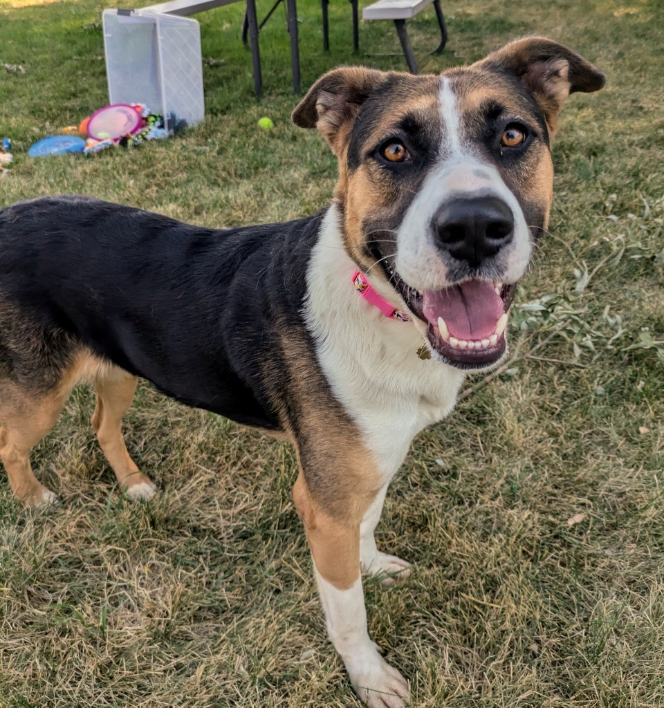 Becca, an adoptable Australian Shepherd, American Staffordshire Terrier in Logan, UT, 84323 | Photo Image 3