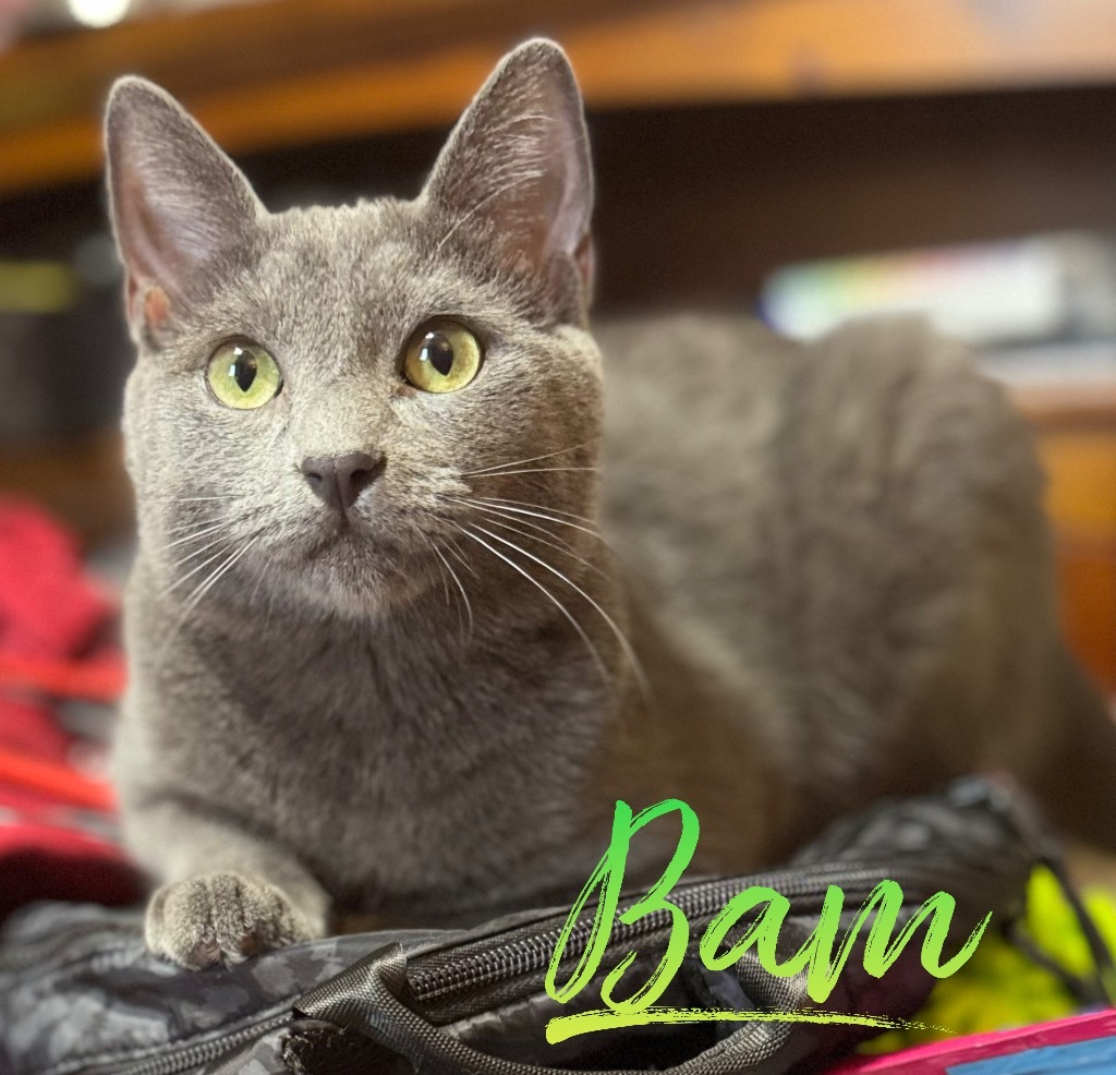 Bam M., an adoptable American Shorthair in El Dorado, AR, 71730 | Photo Image 1