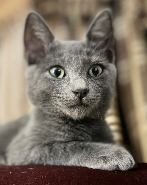 Bam M., an adoptable American Shorthair in El Dorado, AR, 71730 | Photo Image 2