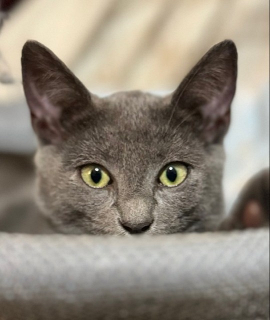 Bam M., an adoptable American Shorthair in El Dorado, AR, 71730 | Photo Image 3