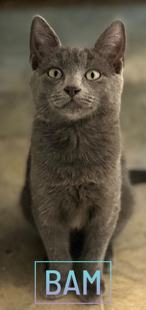 Bam M.