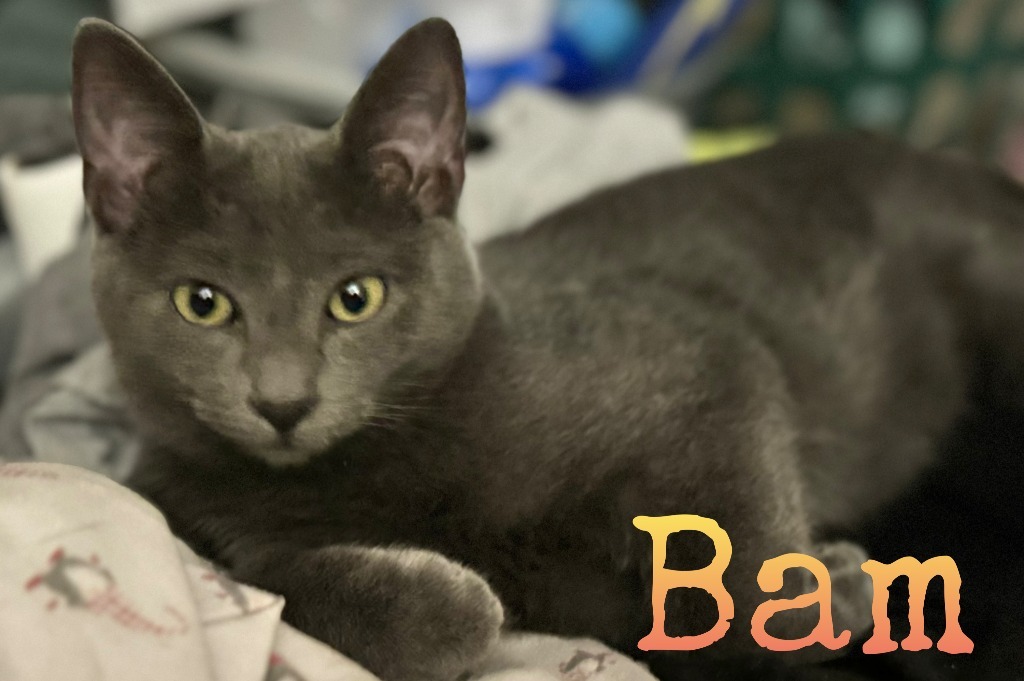 Bam M., an adoptable American Shorthair in El Dorado, AR, 71730 | Photo Image 5