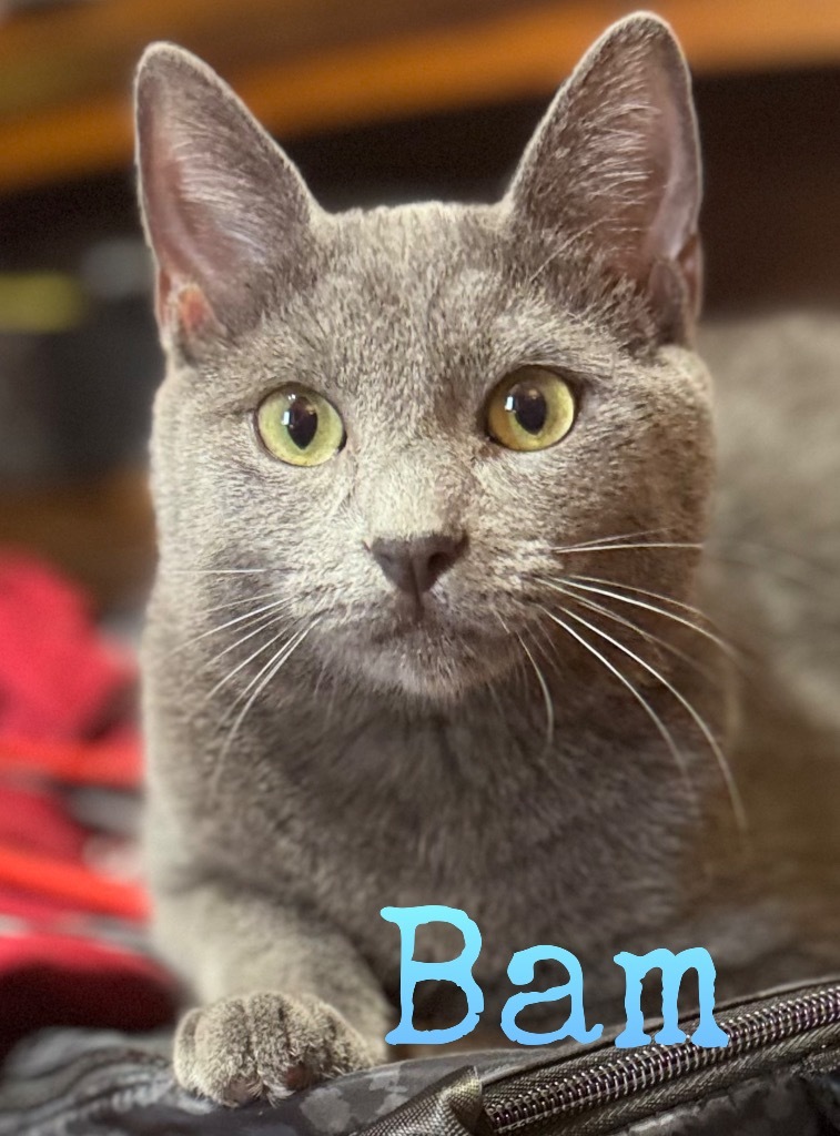 Bam M., an adoptable American Shorthair in El Dorado, AR, 71730 | Photo Image 6