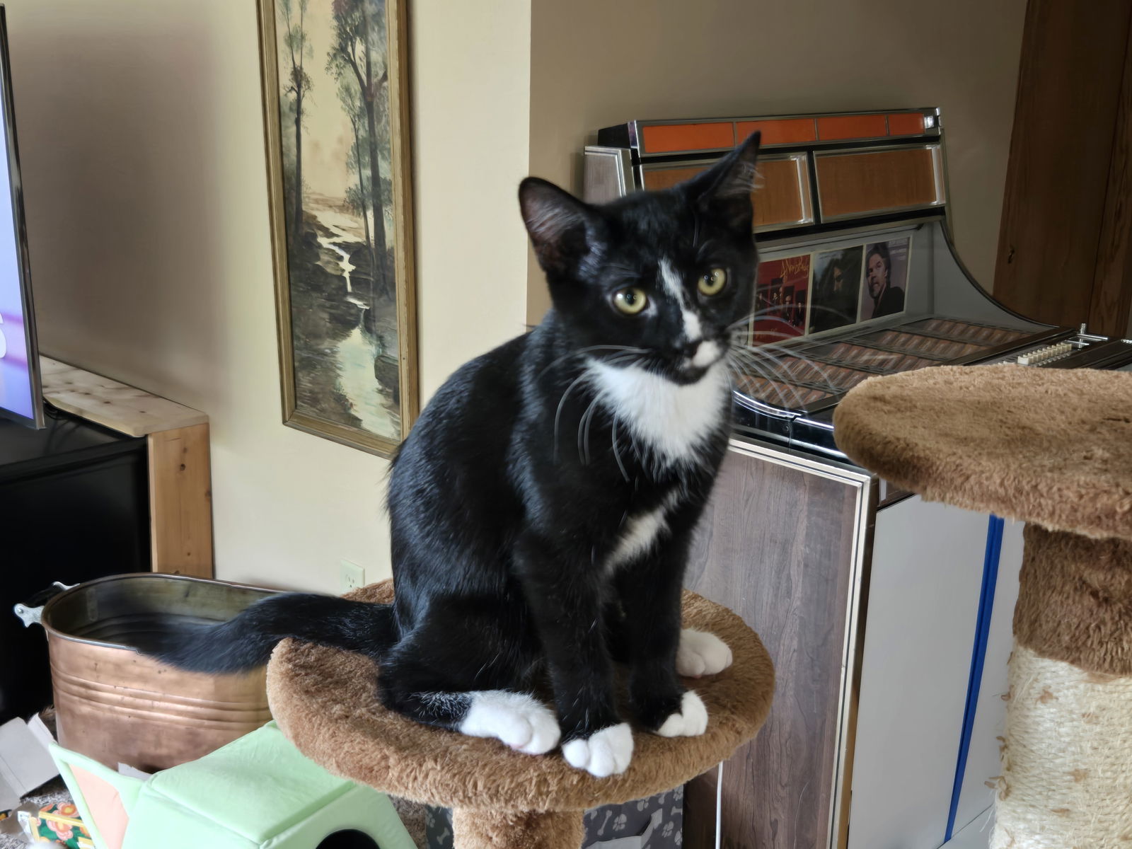 Chateau, an adoptable Domestic Short Hair, Tuxedo in Forest Lake, MN, 55025 | Photo Image 1