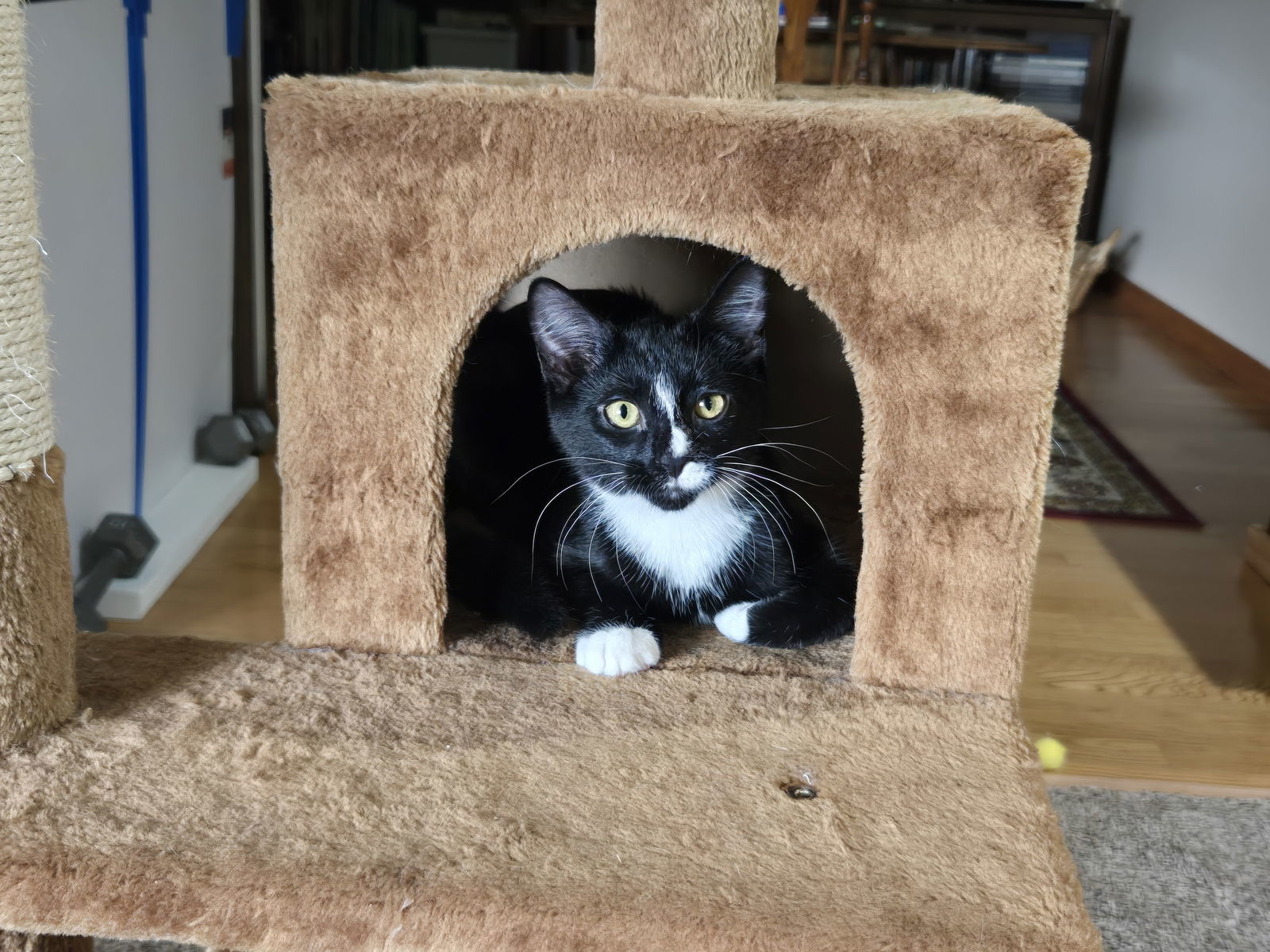 Chateau, an adoptable Domestic Short Hair, Tuxedo in Forest Lake, MN, 55025 | Photo Image 2