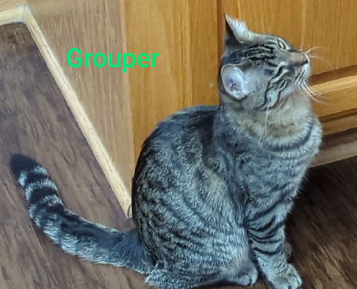 Grouper, an adoptable Tiger, Domestic Short Hair in Traverse City, MI, 49686 | Photo Image 1