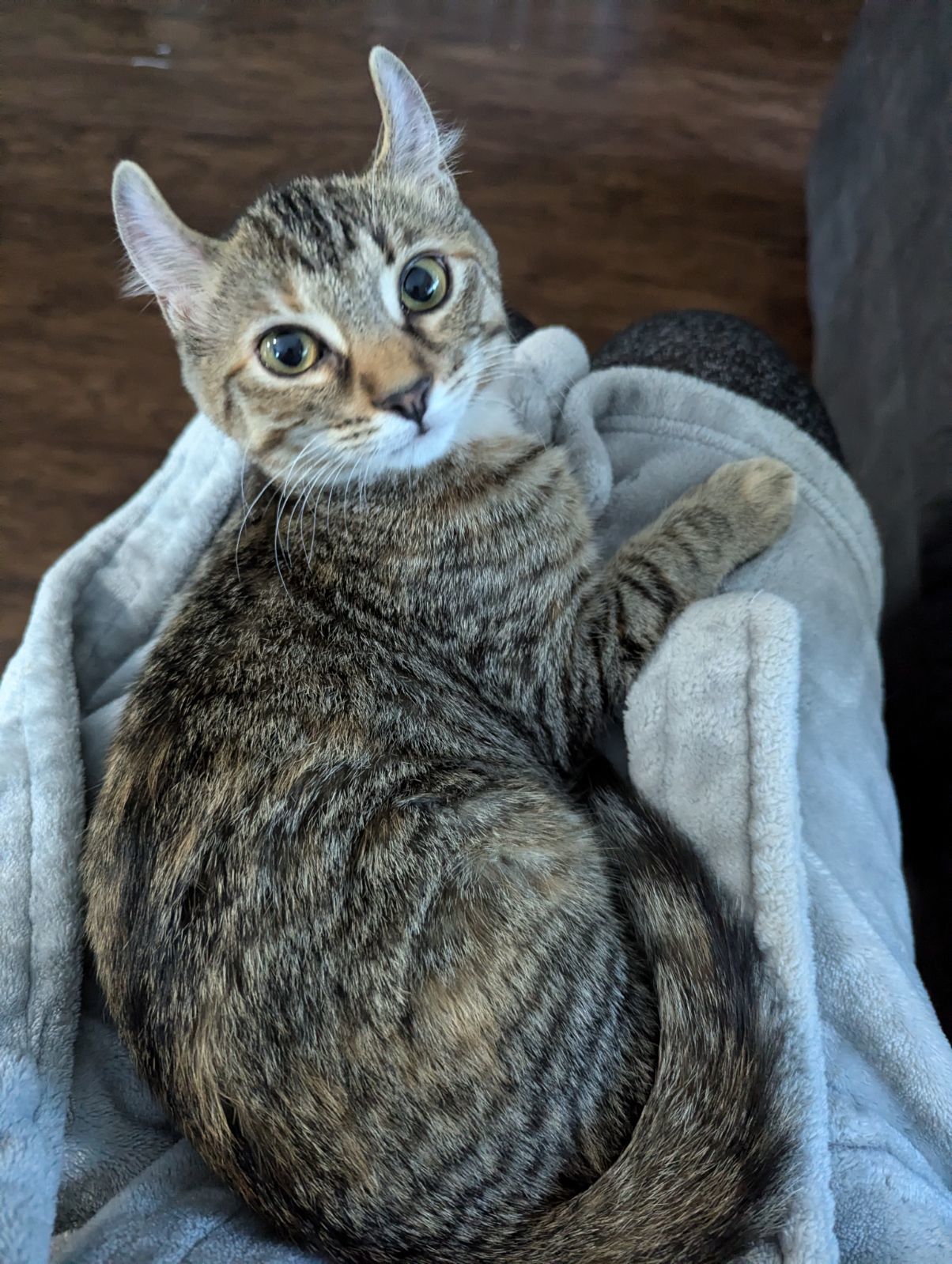 Pandora, an adoptable Domestic Short Hair, Tiger in Traverse City, MI, 49686 | Photo Image 1