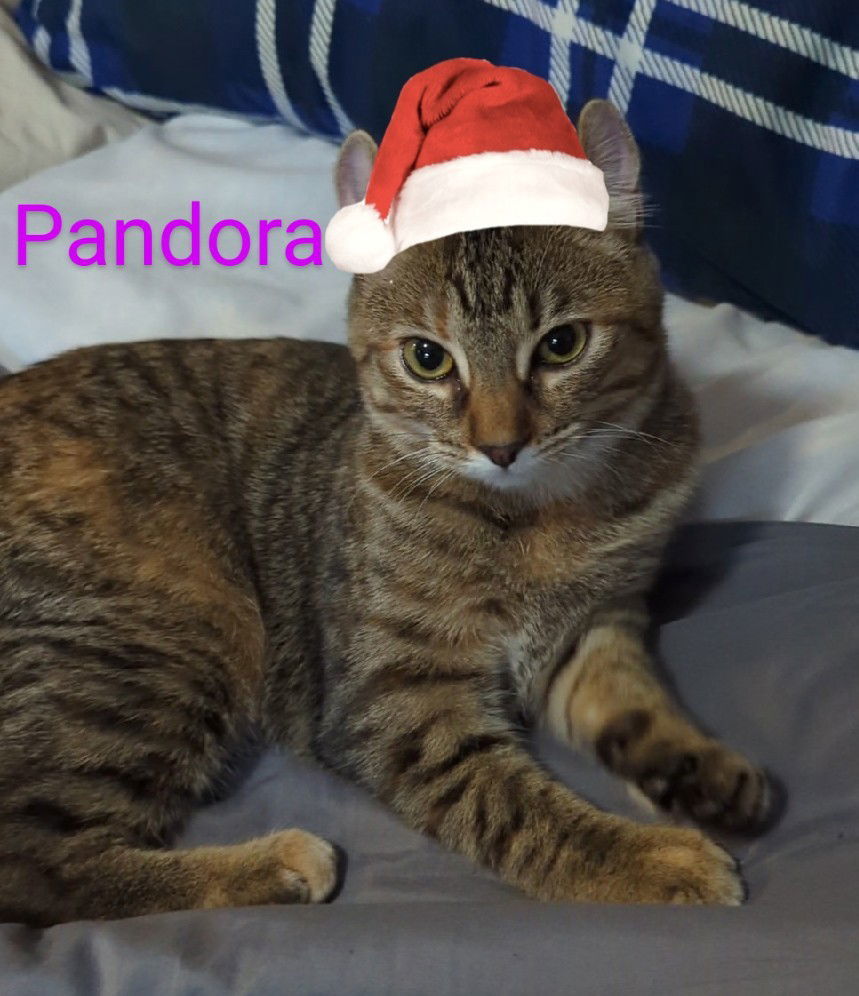 Pandora, an adoptable Domestic Short Hair, Tiger in Traverse City, MI, 49686 | Photo Image 3