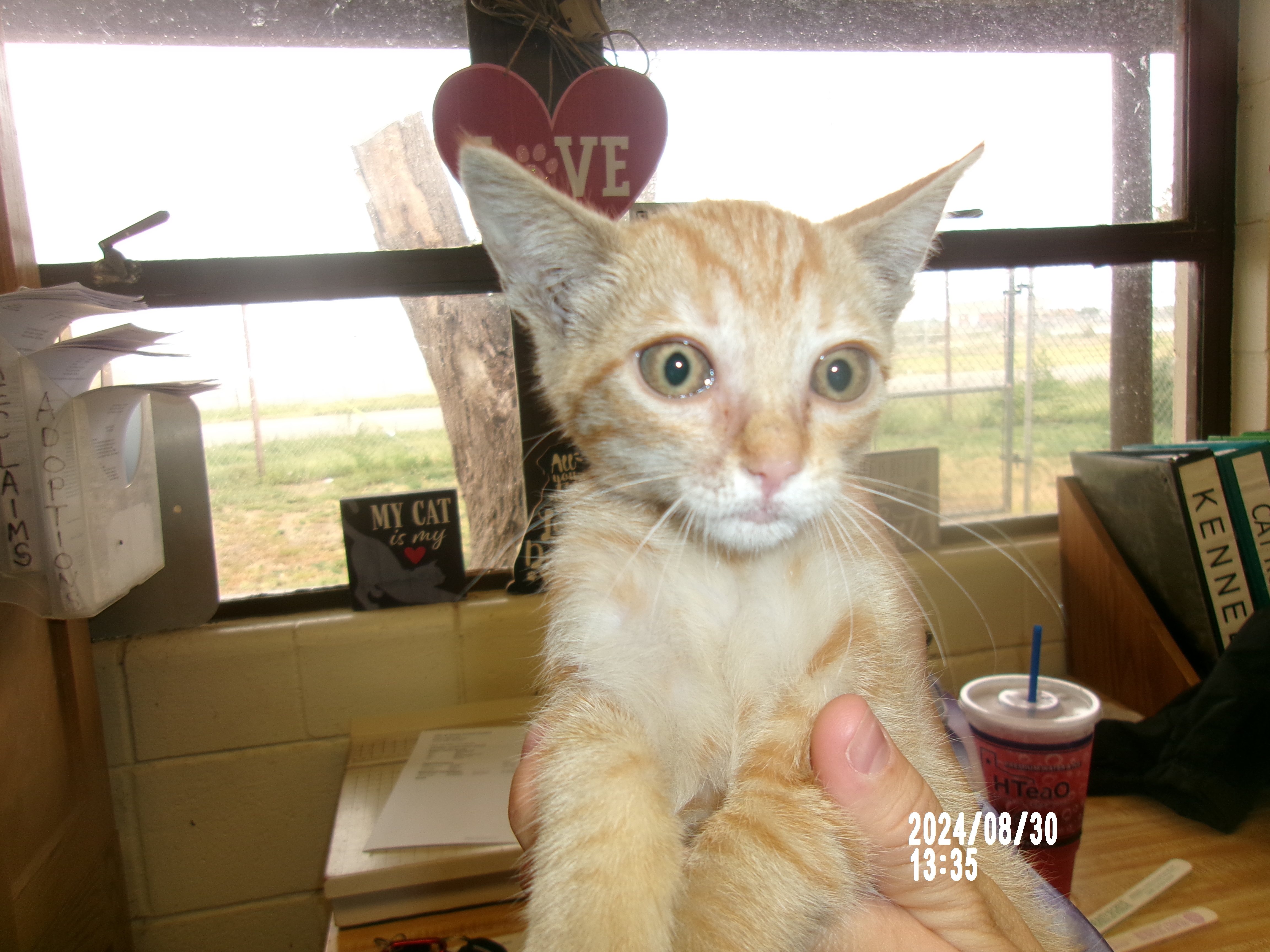 Marmalade, an adoptable Domestic Short Hair in Clovis, NM, 88101 | Photo Image 1