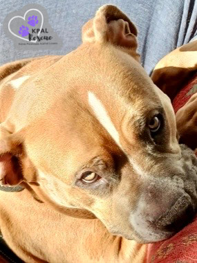 Apple, an adoptable Pit Bull Terrier, Mixed Breed in Kenai, AK, 99611 | Photo Image 1