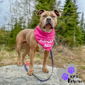 Apple, an adoptable Pit Bull Terrier, Mixed Breed in Kenai, AK, 99611 | Photo Image 1