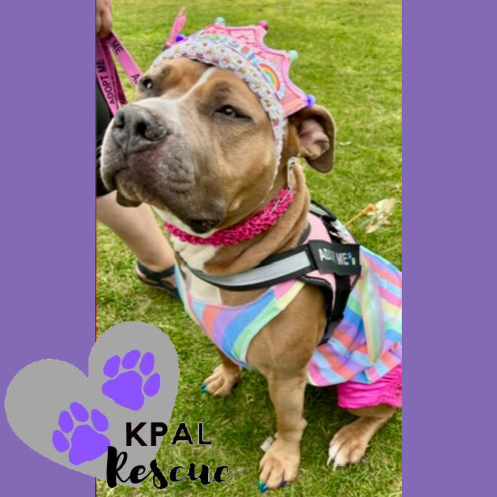 Apple, an adoptable Pit Bull Terrier, Mixed Breed in Kenai, AK, 99611 | Photo Image 1