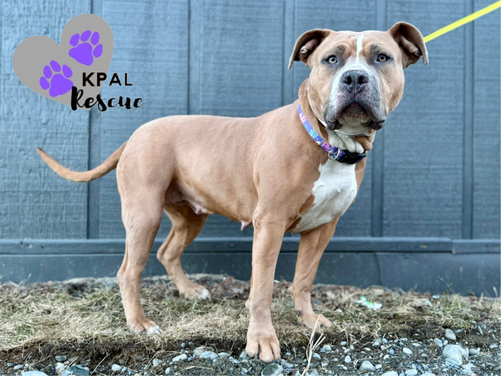 Apple, an adoptable Pit Bull Terrier, Mixed Breed in Kenai, AK, 99611 | Photo Image 2