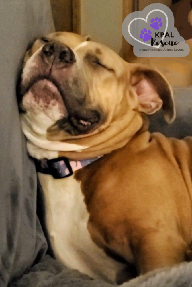 Apple, an adoptable Pit Bull Terrier, Mixed Breed in Kenai, AK, 99611 | Photo Image 2