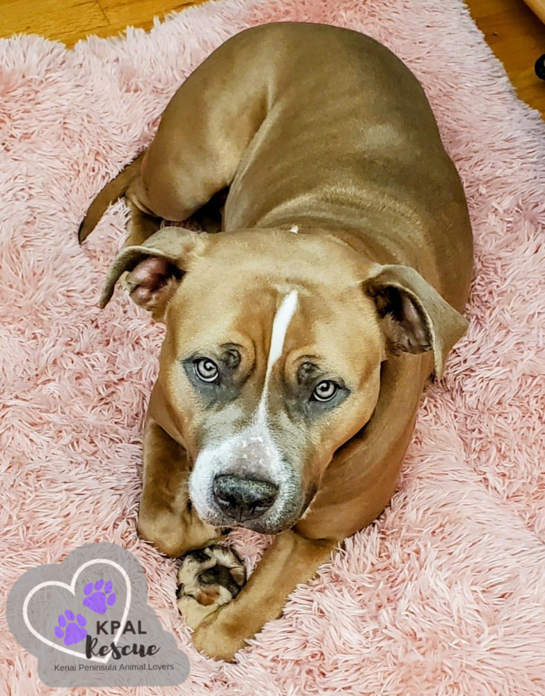 Apple, an adoptable Pit Bull Terrier, Mixed Breed in Kenai, AK, 99611 | Photo Image 4