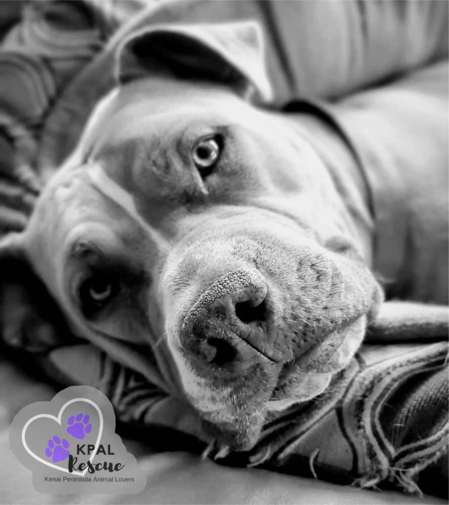 Apple, an adoptable Pit Bull Terrier, Mixed Breed in Kenai, AK, 99611 | Photo Image 5