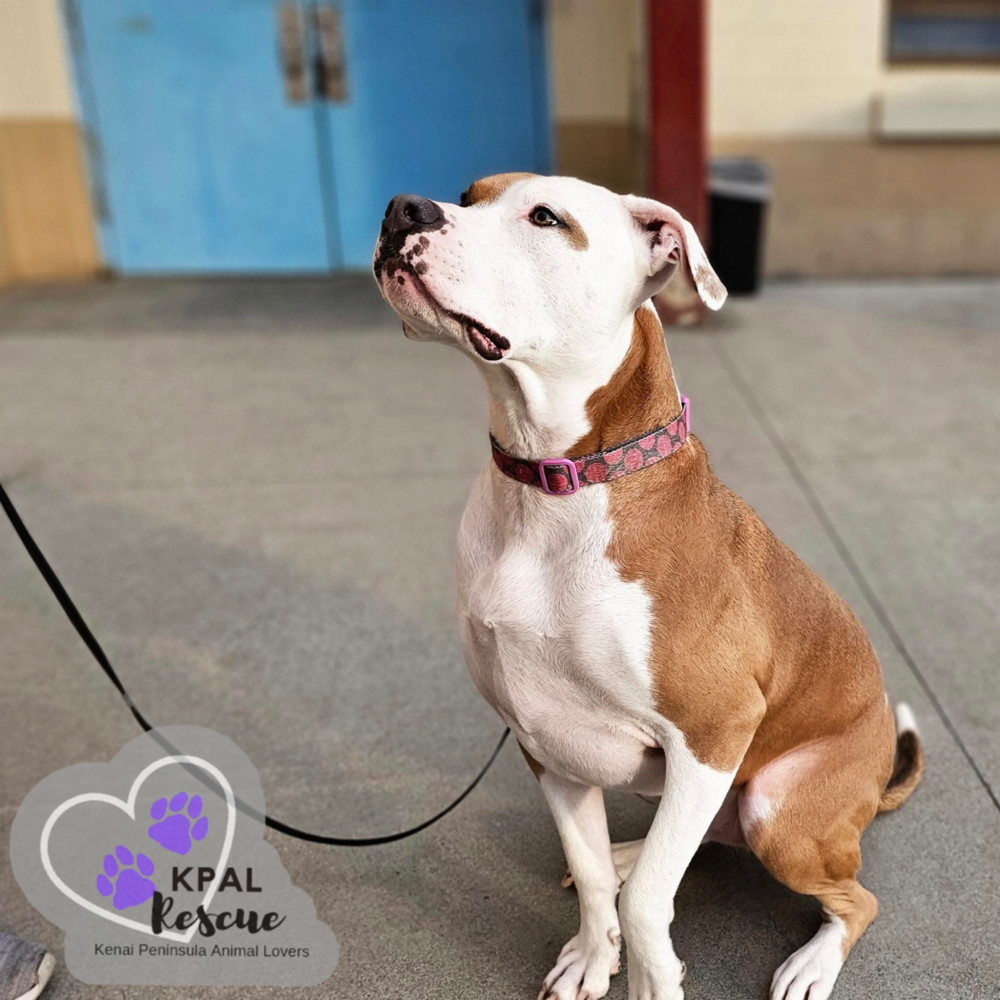 Daffy Duck - Looney Tunes Litter, an adoptable Mixed Breed in Kenai, AK, 99611 | Photo Image 1