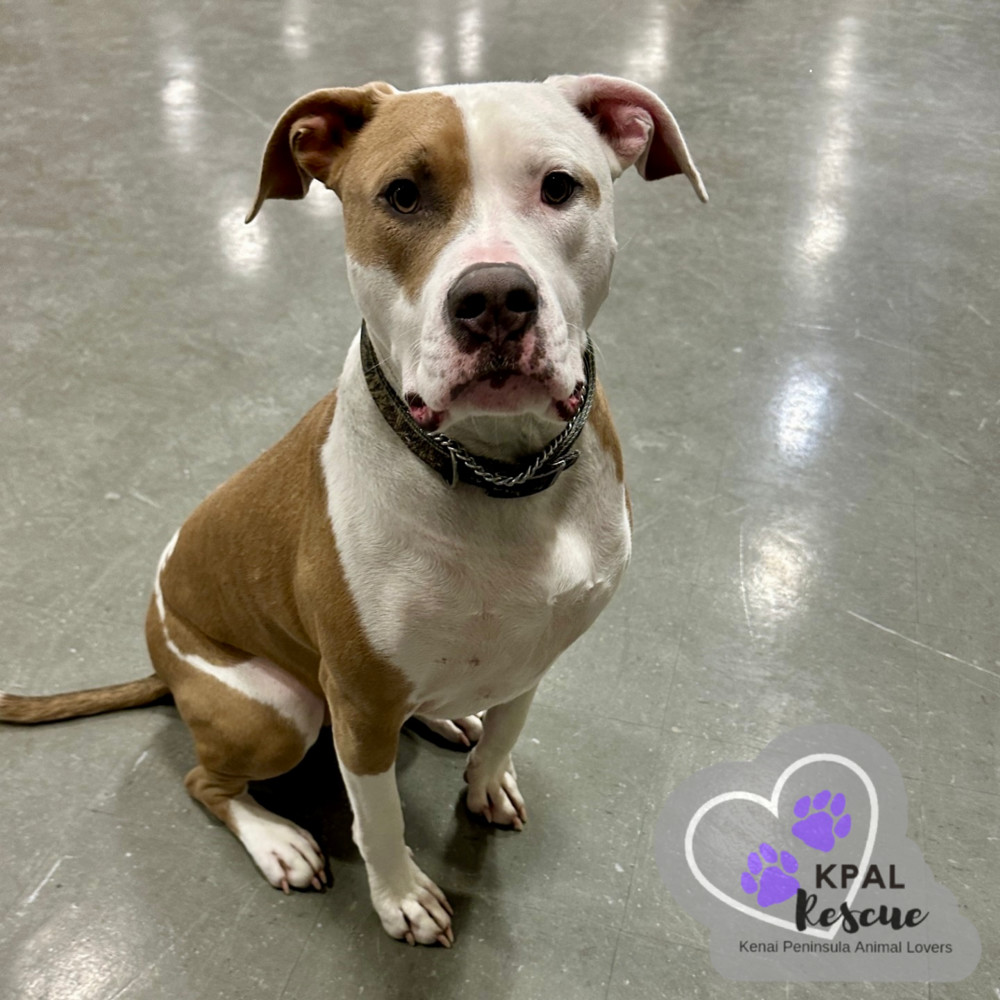 Daffy Duck - Looney Tunes Litter, an adoptable Mixed Breed in Kenai, AK, 99611 | Photo Image 2