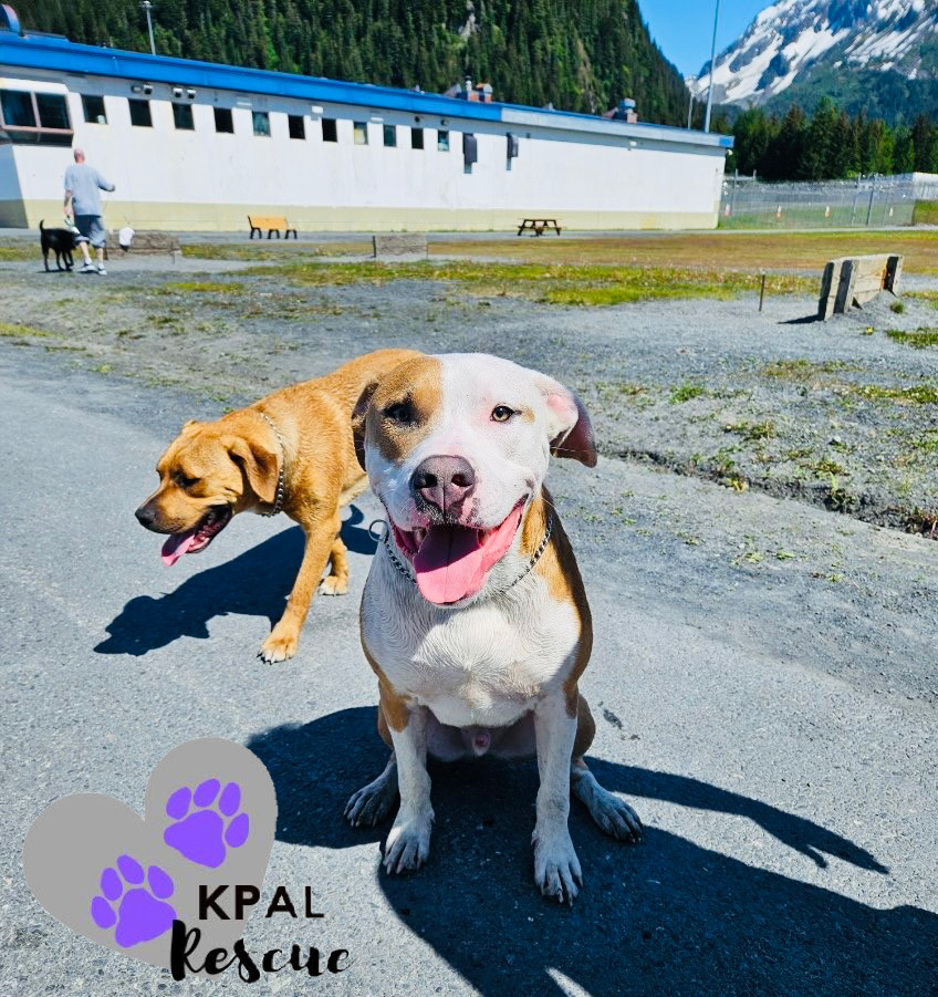 Daffy Duck - Looney Tunes Litter, an adoptable Mixed Breed in Kenai, AK, 99611 | Photo Image 4