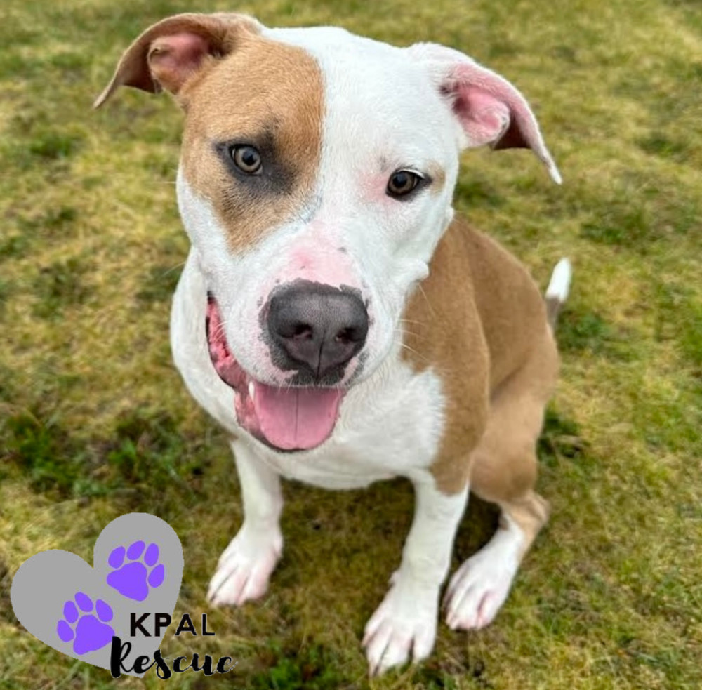 Daffy Duck - Looney Tunes Litter, an adoptable Mixed Breed in Kenai, AK, 99611 | Photo Image 4