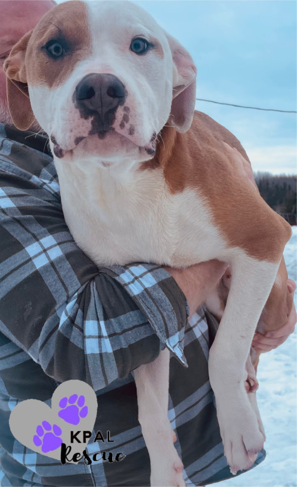 Daffy Duck - Looney Tunes Litter, an adoptable Mixed Breed in Kenai, AK, 99611 | Photo Image 6