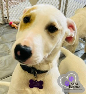 Forget-Me-Not - Alaska Blooms Litter, an adoptable Mixed Breed in Kenai, AK, 99611 | Photo Image 3