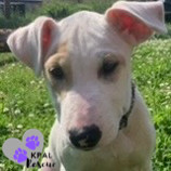 Forget-Me-Not - Alaska Blooms Litter, an adoptable Mixed Breed in Kenai, AK, 99611 | Photo Image 4