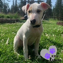 Forget-Me-Not - Alaska Blooms Litter, an adoptable Mixed Breed in Kenai, AK, 99611 | Photo Image 6