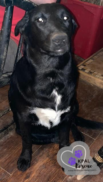 Lexus - Vehicle Litter, an adoptable Labrador Retriever, Pit Bull Terrier in Kenai, AK, 99611 | Photo Image 2