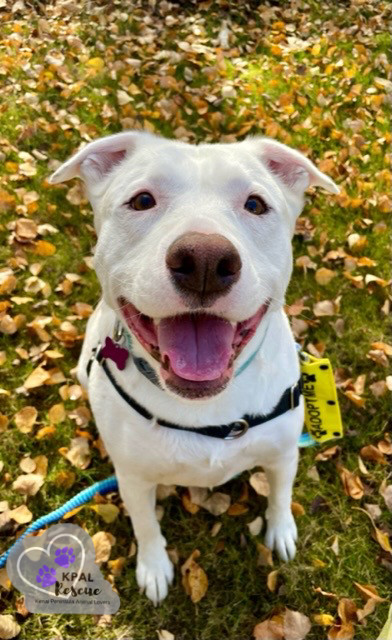 Maggie (formerly Athena), an adoptable Pit Bull Terrier, Mixed Breed in Kenai, AK, 99611 | Photo Image 1