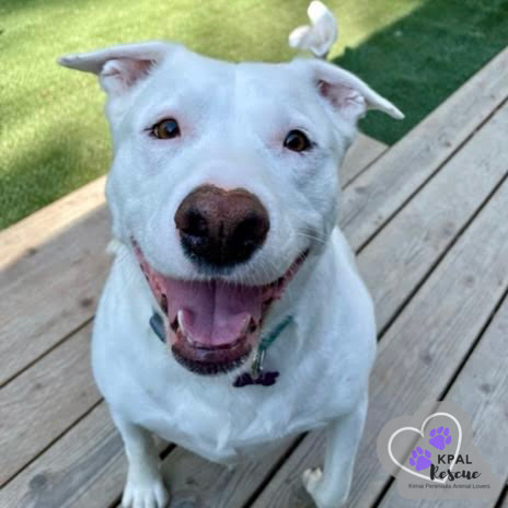 Maggie (formerly Athena), an adoptable Pit Bull Terrier, Mixed Breed in Kenai, AK, 99611 | Photo Image 2