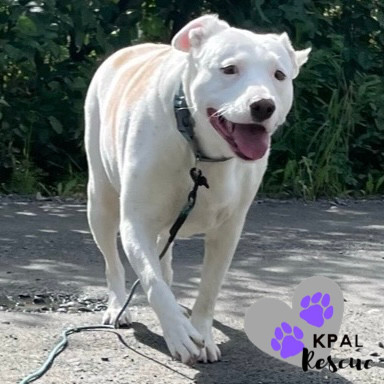 Maggie (formerly Athena), an adoptable Pit Bull Terrier, Mixed Breed in Kenai, AK, 99611 | Photo Image 4