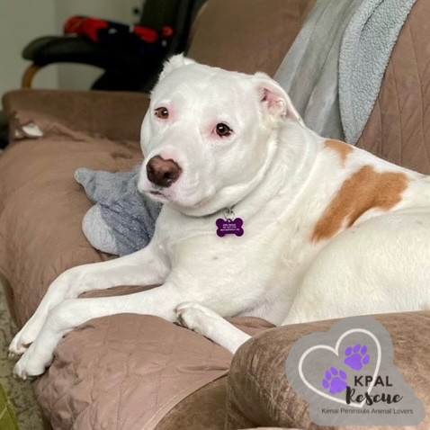 Maggie (formerly Athena), an adoptable Pit Bull Terrier, Mixed Breed in Kenai, AK, 99611 | Photo Image 6