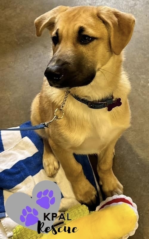 Road King - Harley Davidson Litter, an adoptable German Shepherd Dog, Mixed Breed in Kenai, AK, 99611 | Photo Image 2