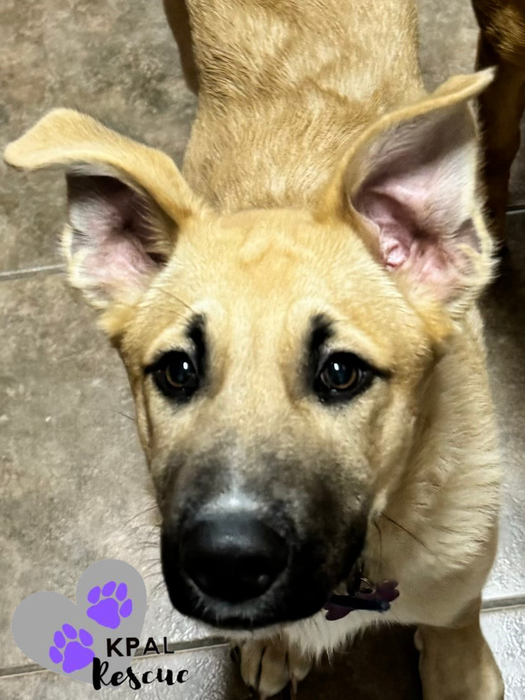 Road King - Harley Davidson Litter, an adoptable German Shepherd Dog, Mixed Breed in Kenai, AK, 99611 | Photo Image 4