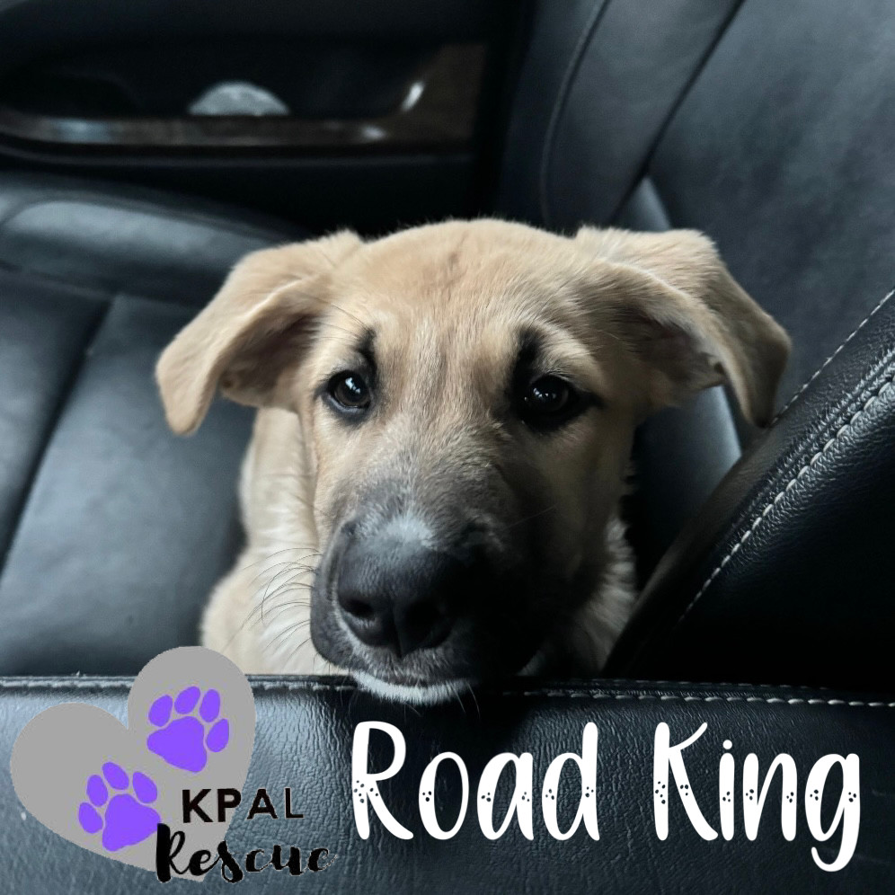 Road King - Harley Davidson Litter, an adoptable German Shepherd Dog, Mixed Breed in Kenai, AK, 99611 | Photo Image 6