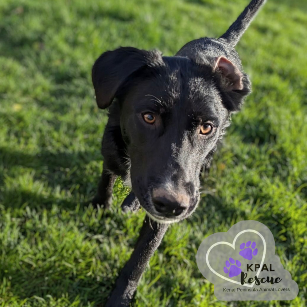 Route - Mail Litter, an adoptable Mixed Breed in Kenai, AK, 99611 | Photo Image 1